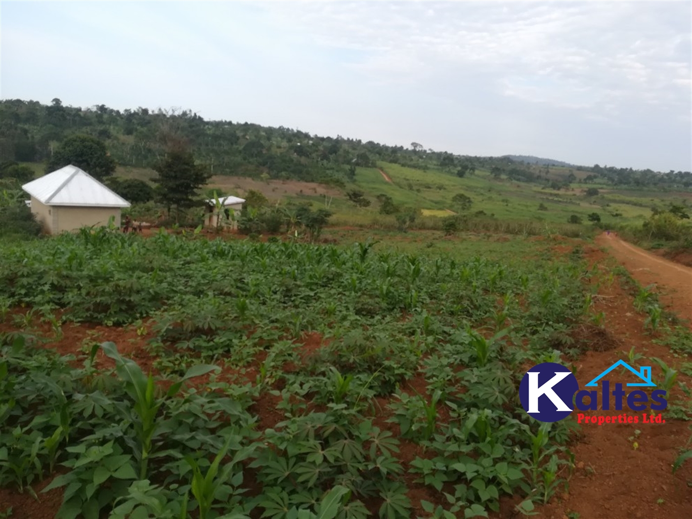 Residential Land for sale in Namubiru Mukono