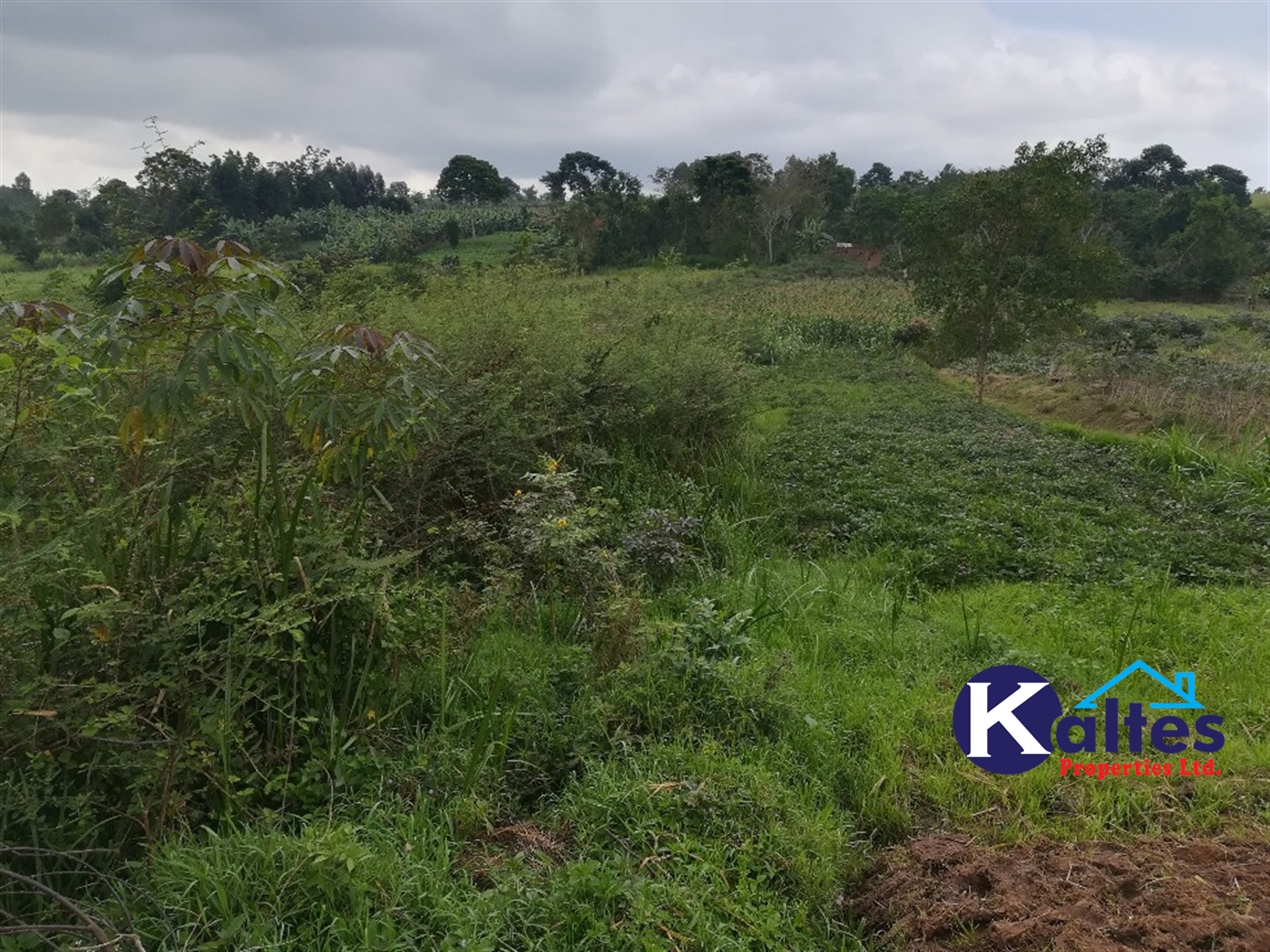 Agricultural Land for sale in Naluvule Buyikwe