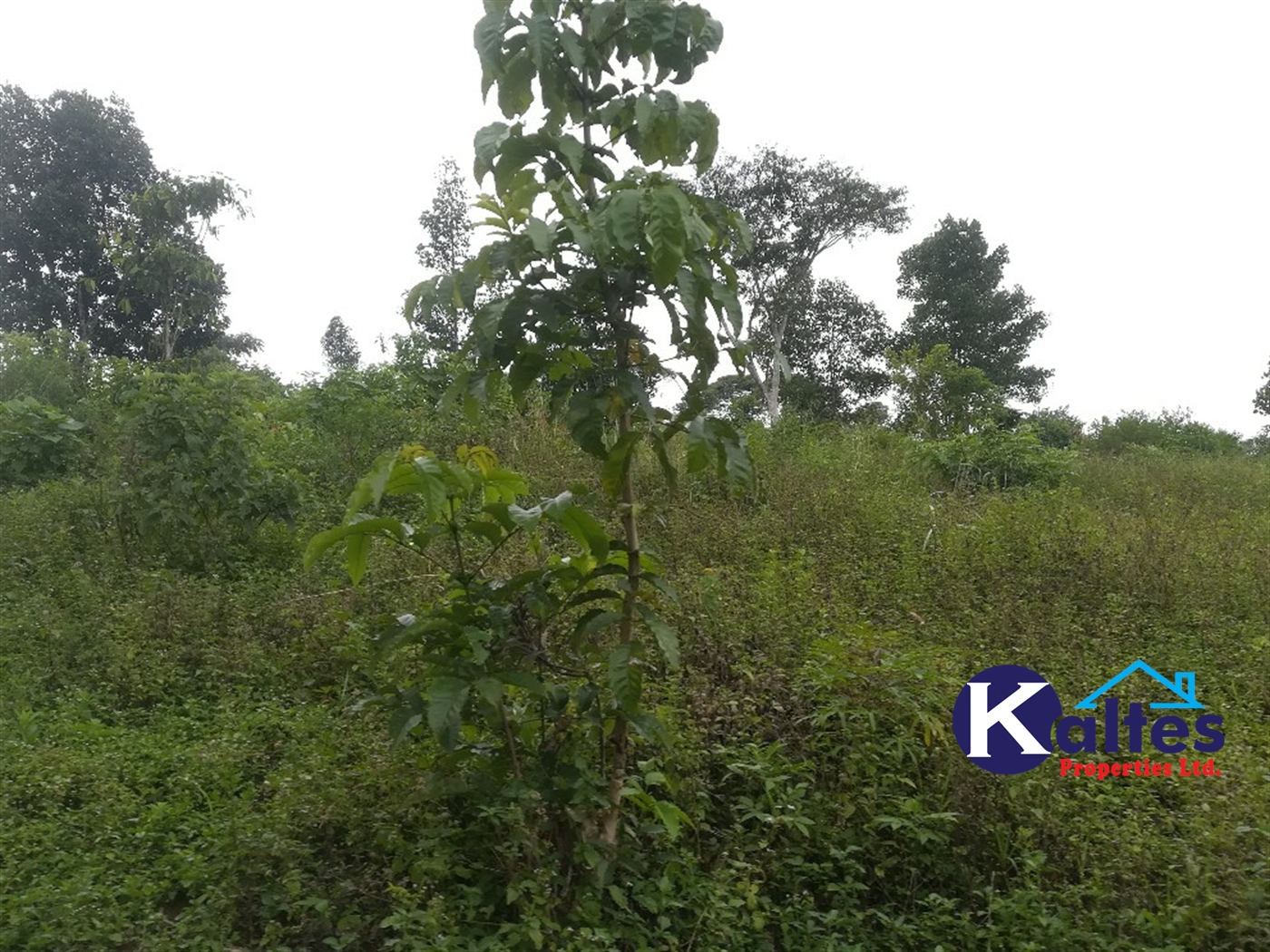 Agricultural Land for sale in Naluvule Buyikwe