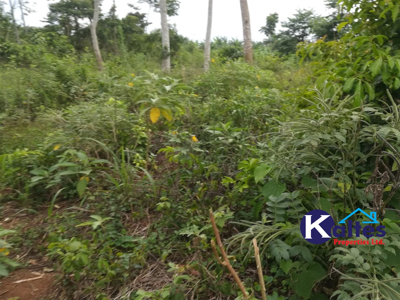 Agricultural Land for sale in Vvumba Buyikwe