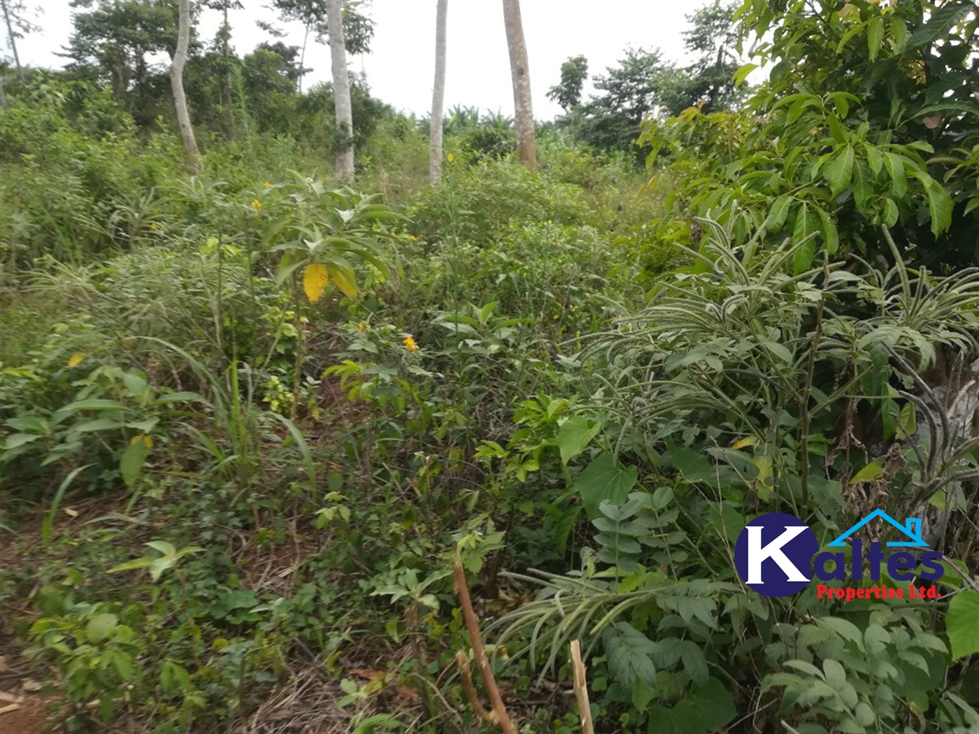 Agricultural Land for sale in Vvumba Buyikwe