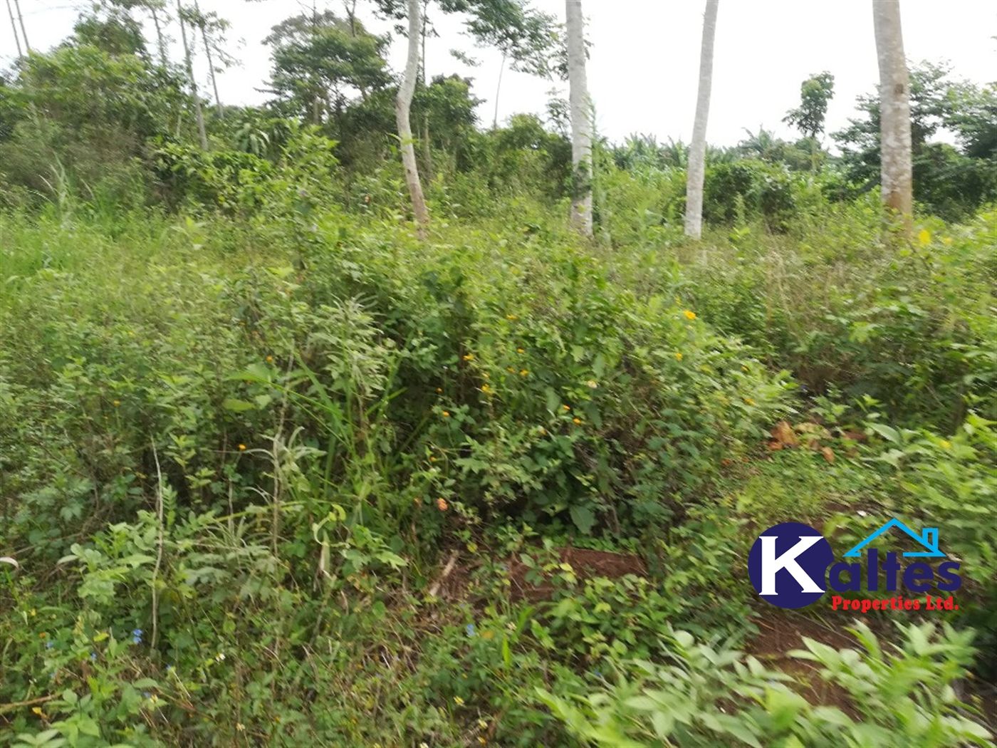 Agricultural Land for sale in Vvumba Buyikwe