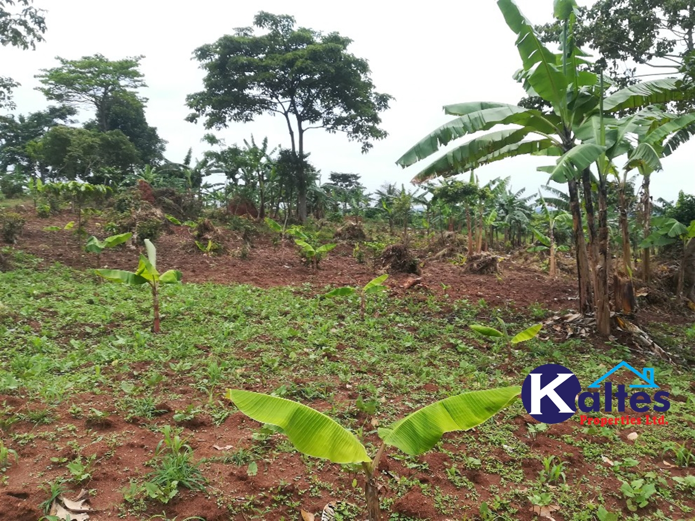 Agricultural Land for sale in Kalagala Buyikwe