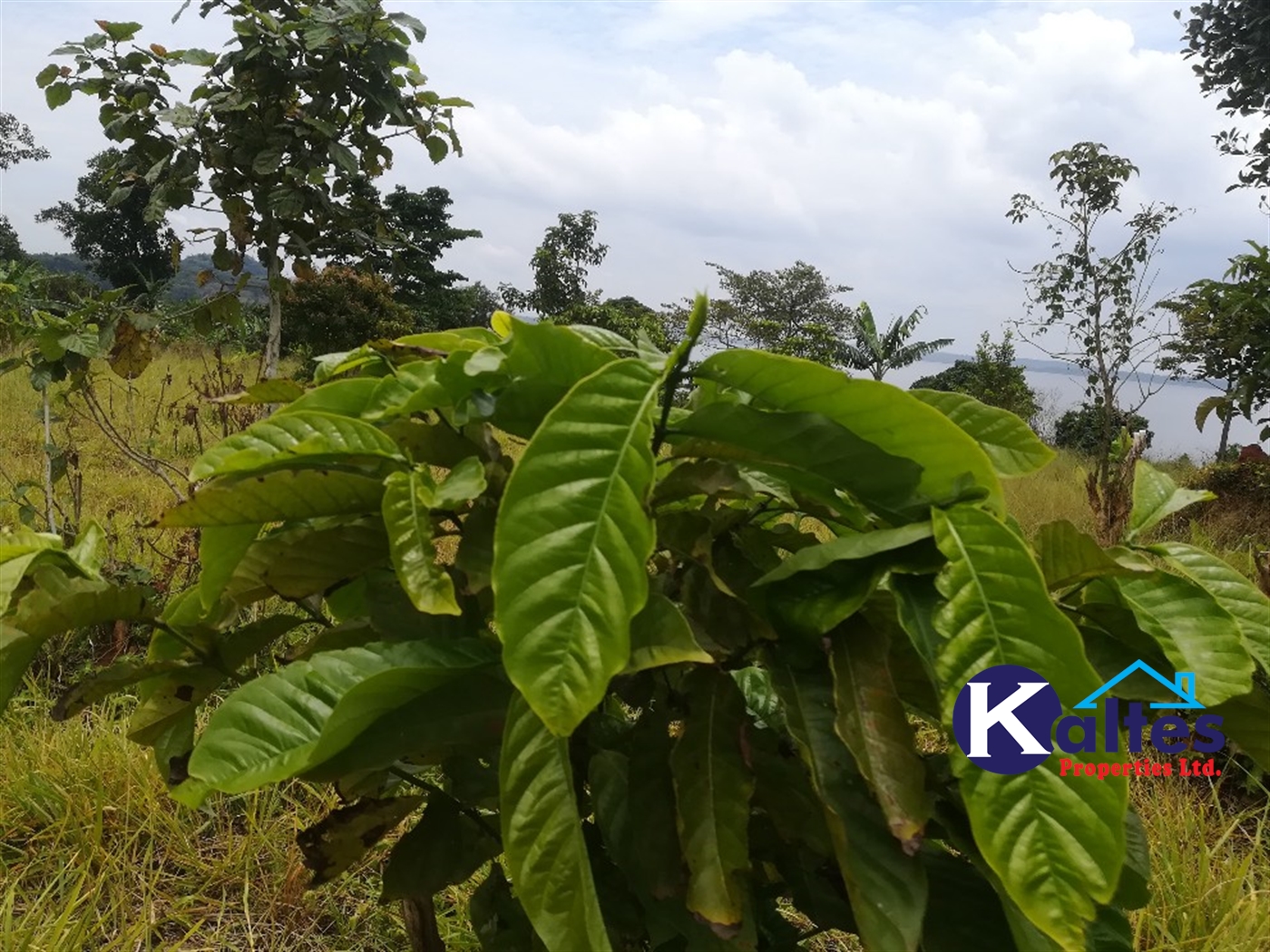 Agricultural Land for sale in Kalagala Buyikwe