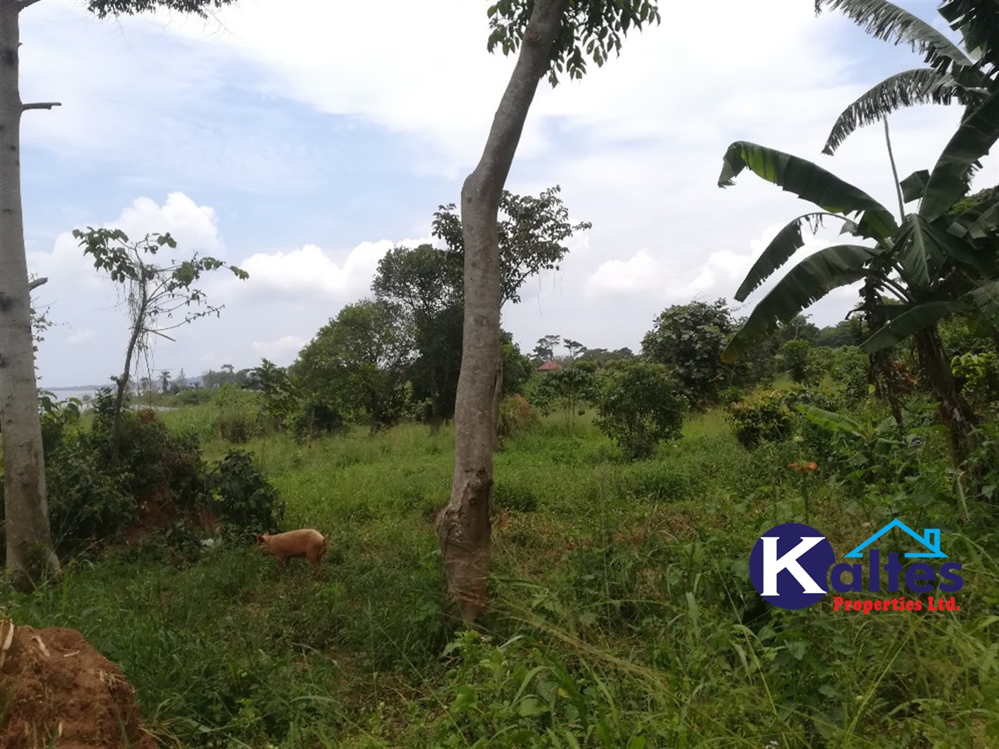 Agricultural Land for sale in Buyiri Buyikwe