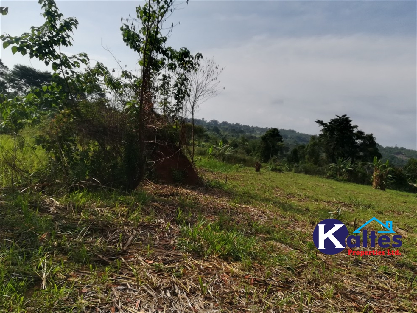 Agricultural Land for sale in Buyomba Buyikwe