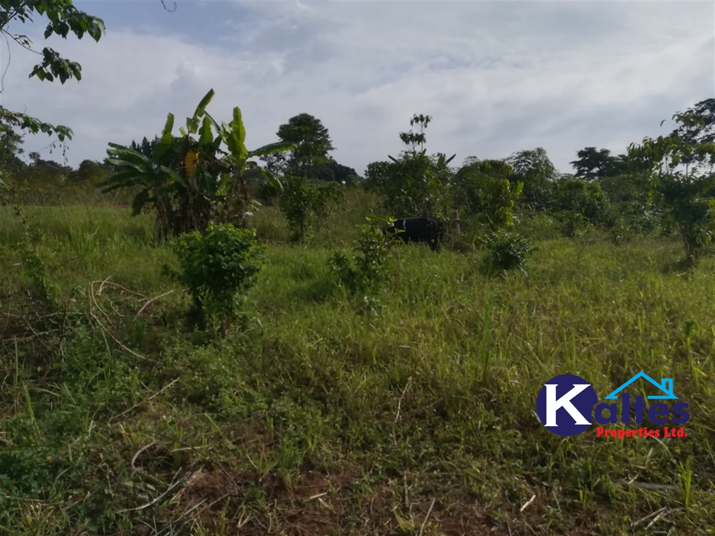 Agricultural Land for sale in Buyomba Buyikwe