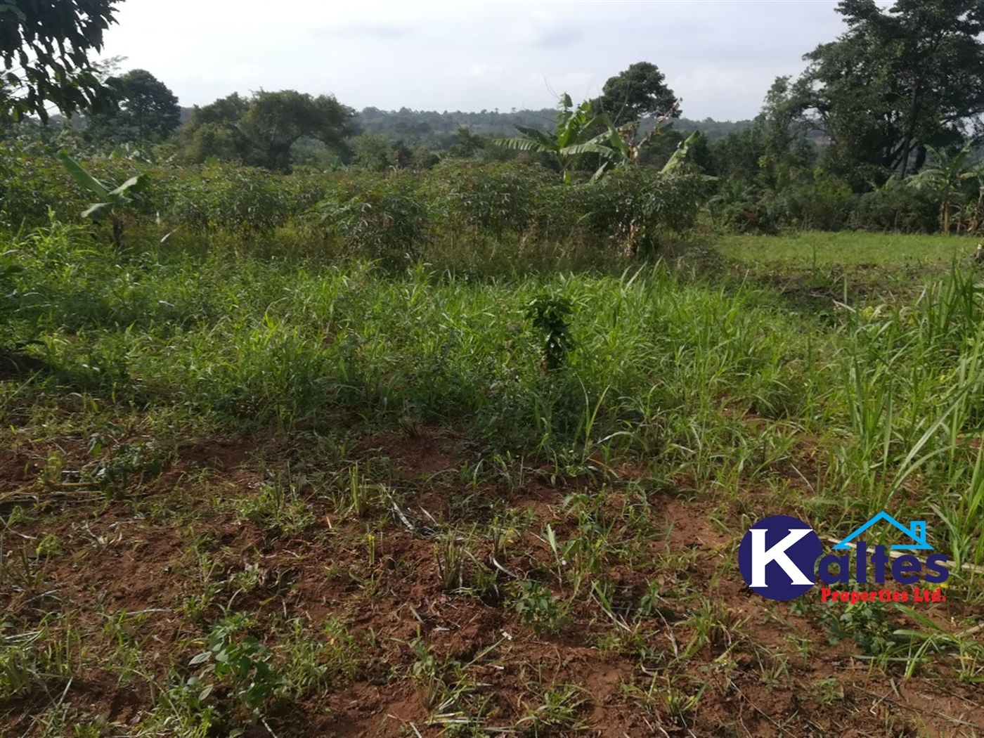 Agricultural Land for sale in Buyomba Buyikwe