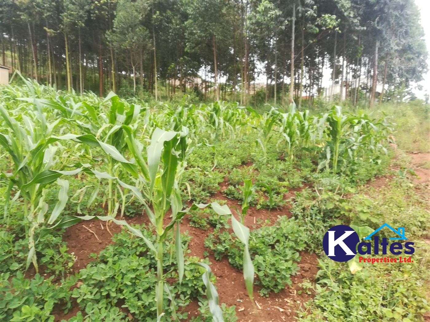 Agricultural Land for sale in Buwagajjo Buyikwe