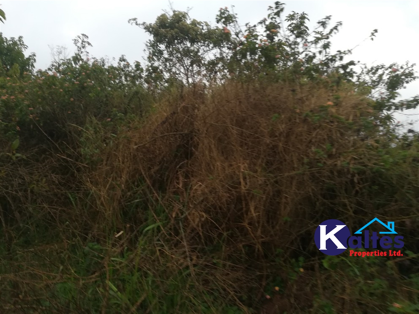 Residential Land for sale in Nakifuma Mukono