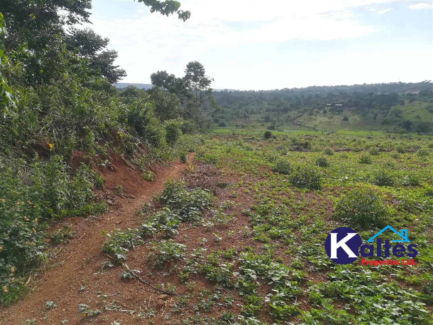 Agricultural Land for sale in Dangala Buyikwe