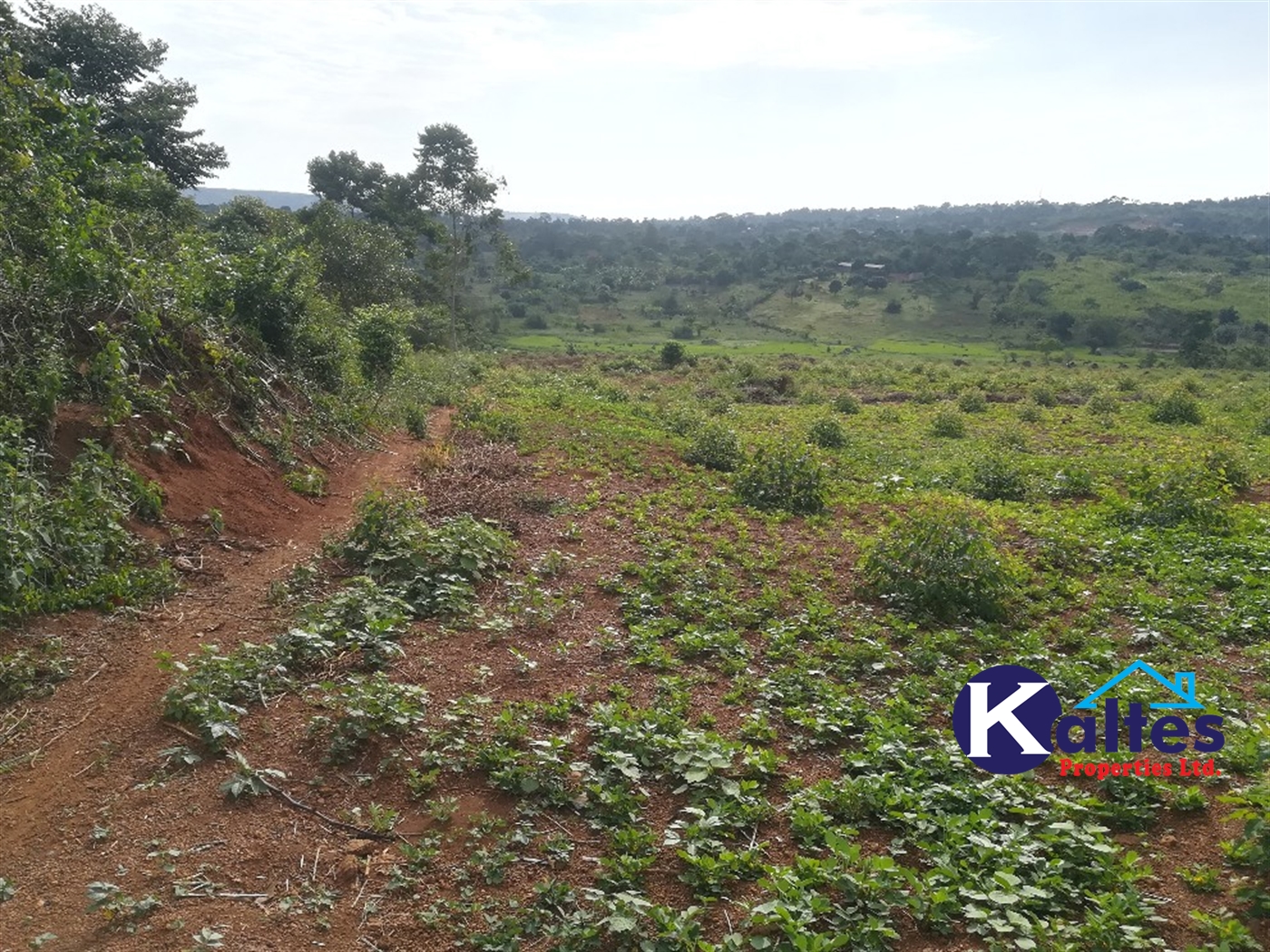 Agricultural Land for sale in Dangala Buyikwe