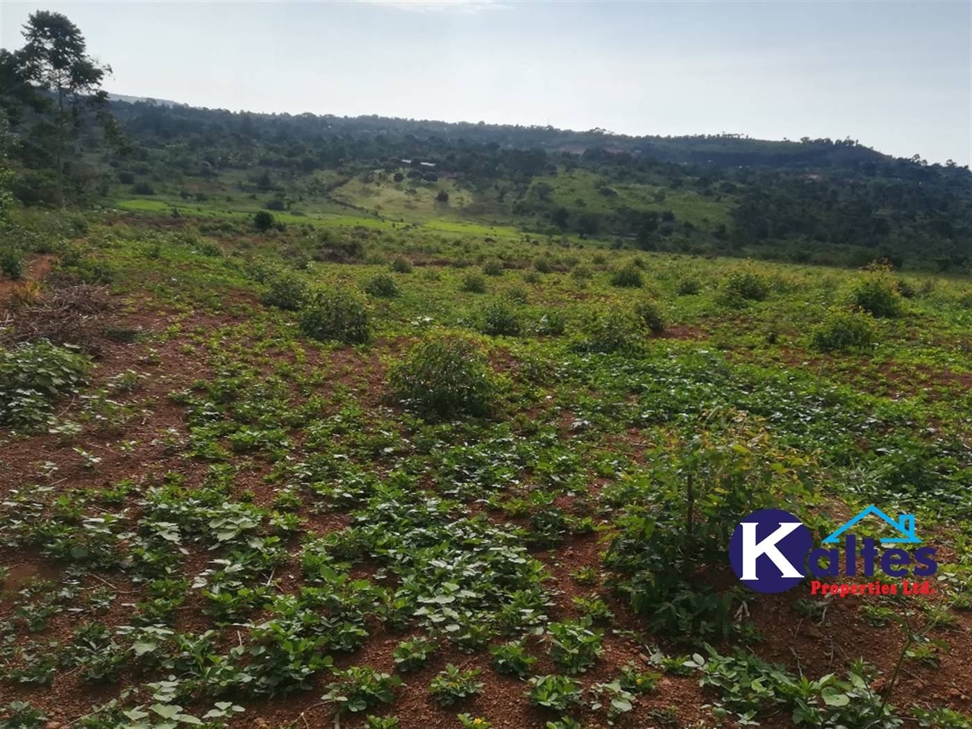 Agricultural Land for sale in Dangala Buyikwe