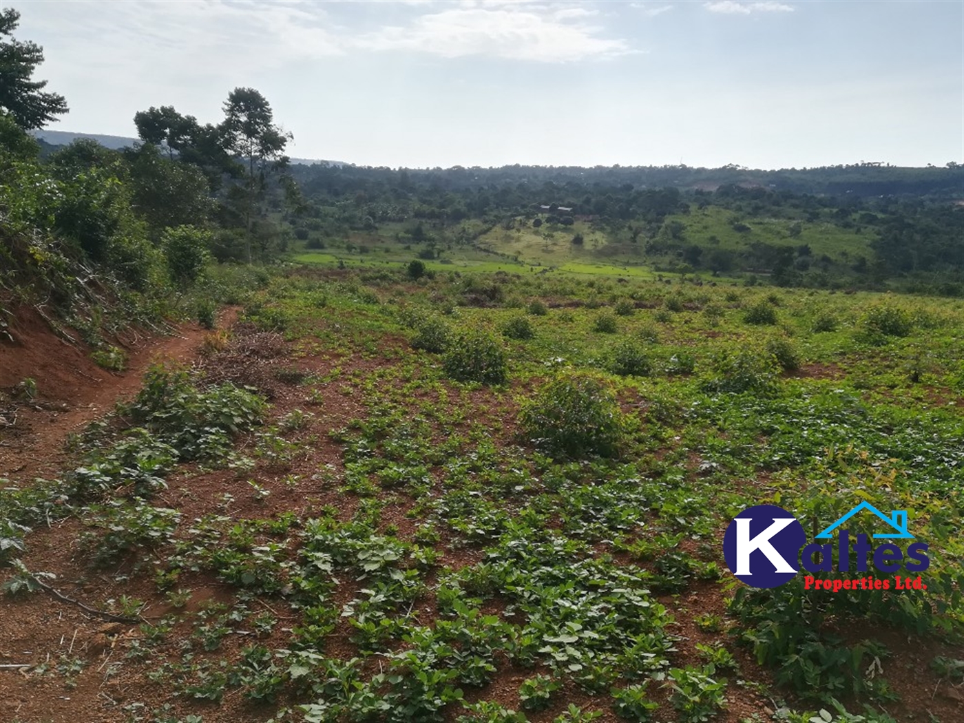 Agricultural Land for sale in Dangala Buyikwe