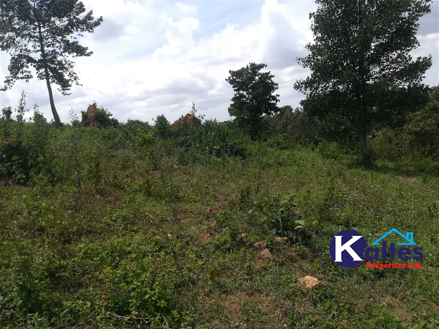 Agricultural Land for sale in Dangala Buyikwe