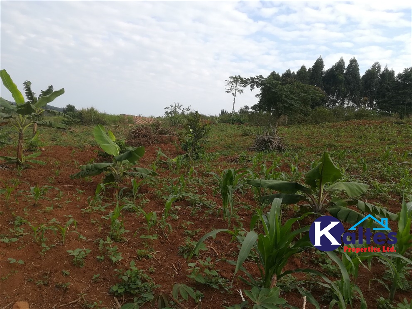 Agricultural Land for sale in Ggangu Buyikwe