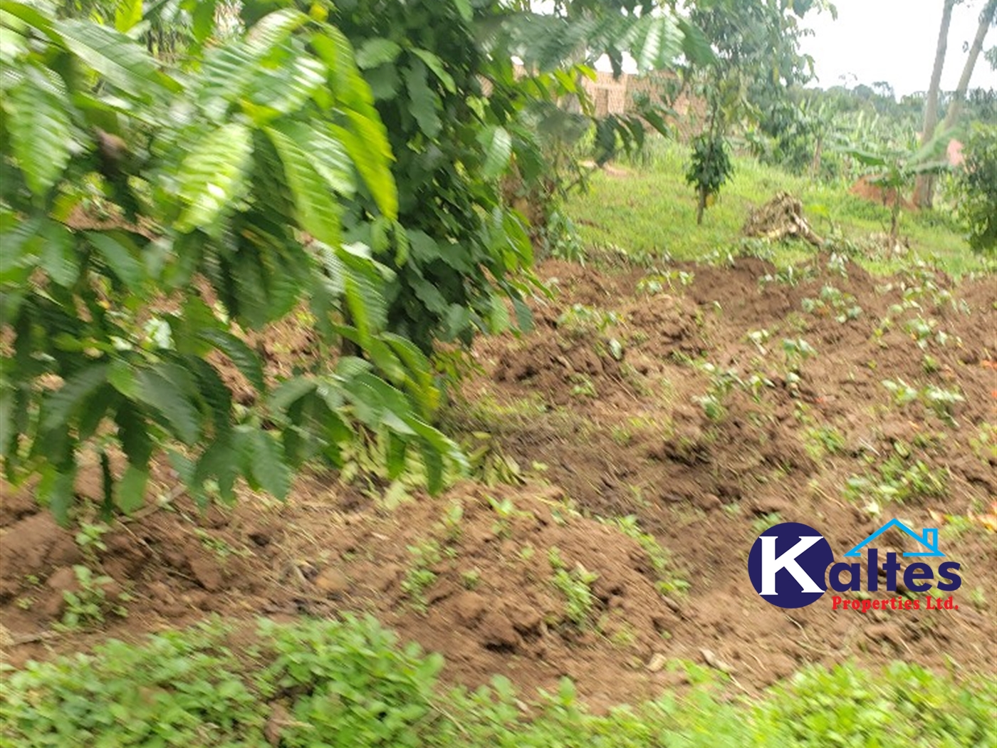 Residential Land for sale in Naggalama Mukono