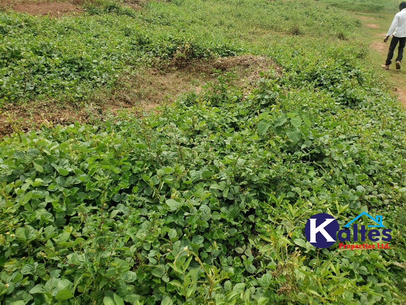 Residential Land for sale in Naggalama Mukono