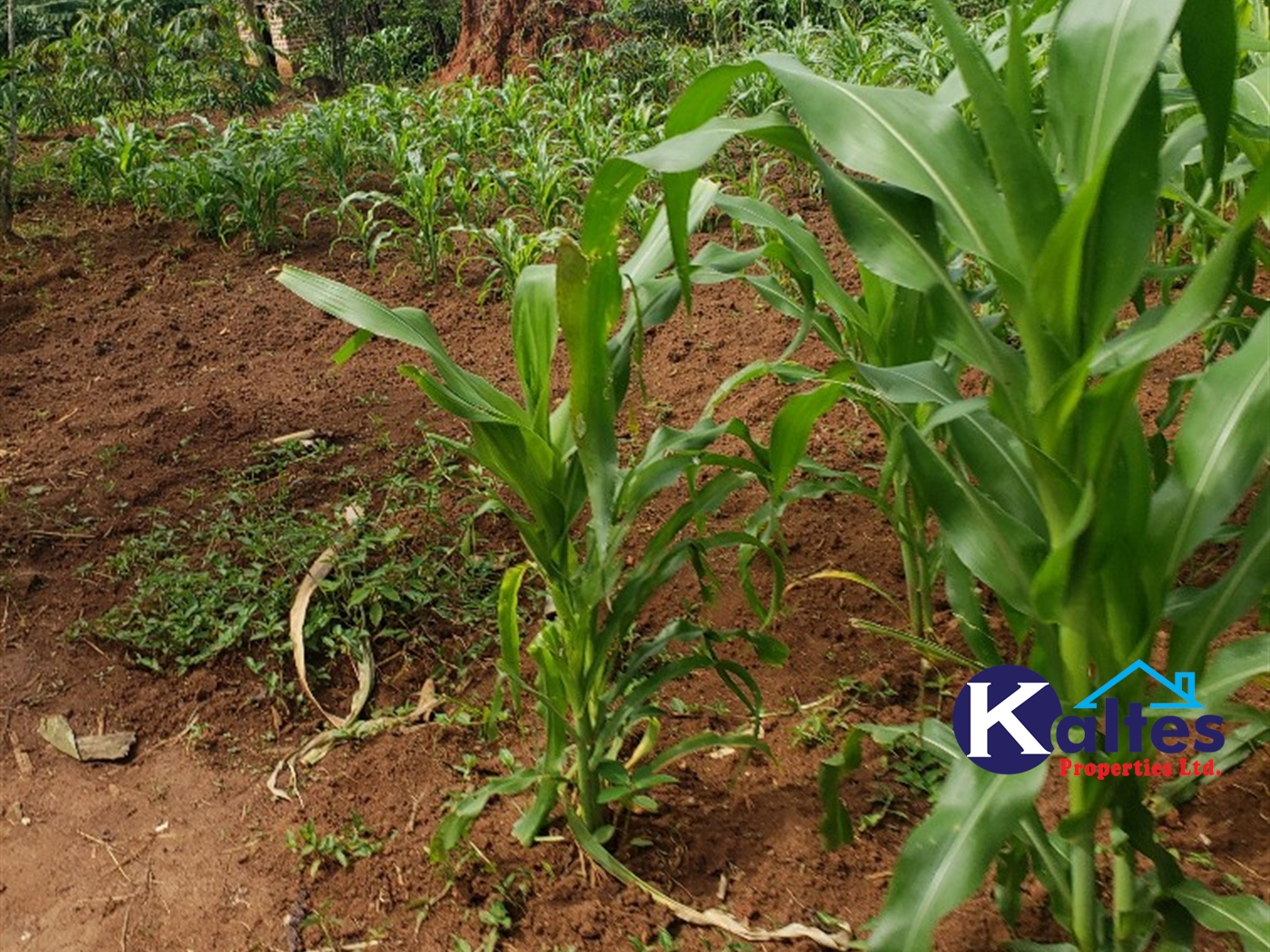 Residential Land for sale in Kayanja Mukono