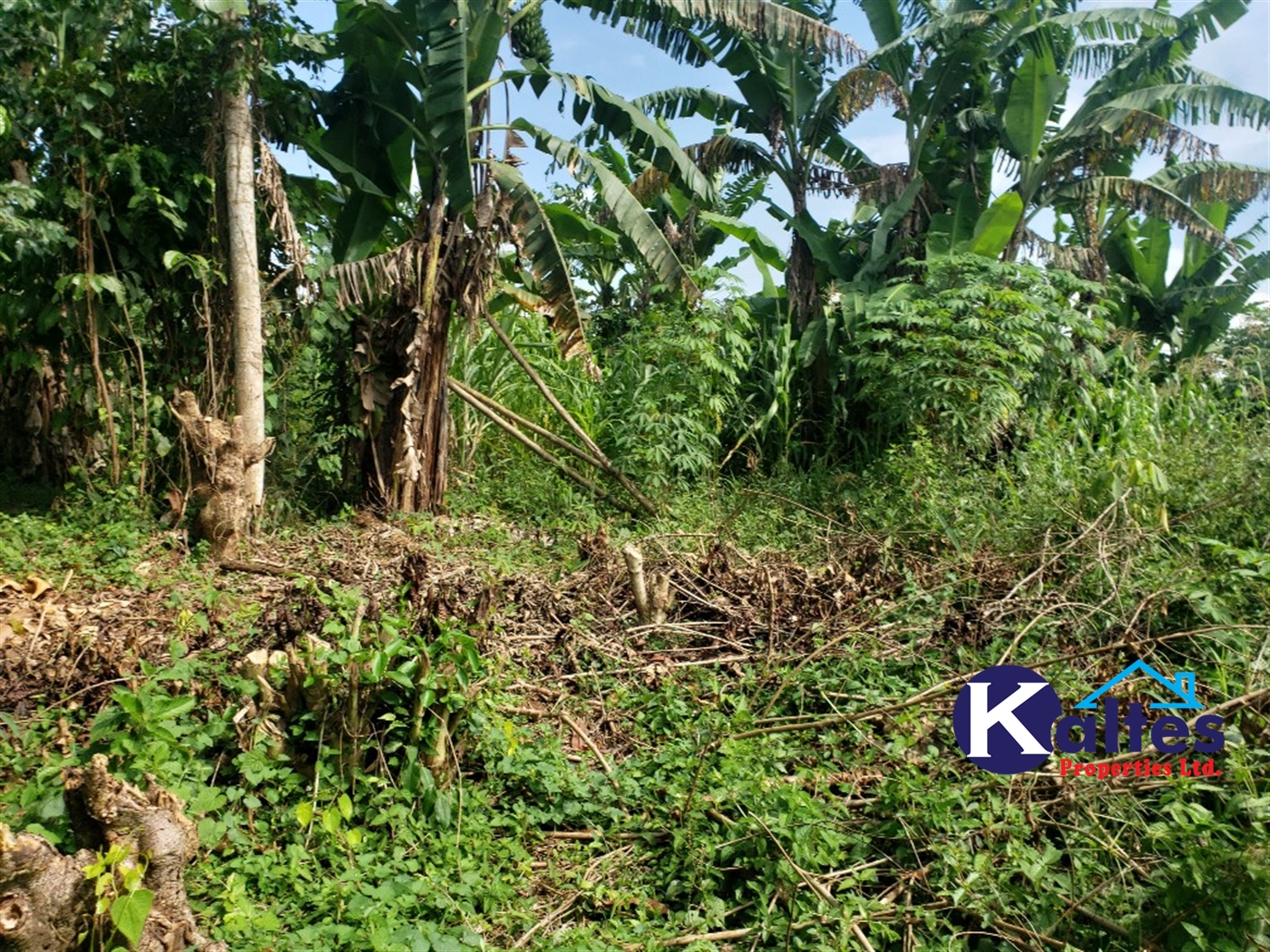 Agricultural Land for sale in Golomolo Buyikwe