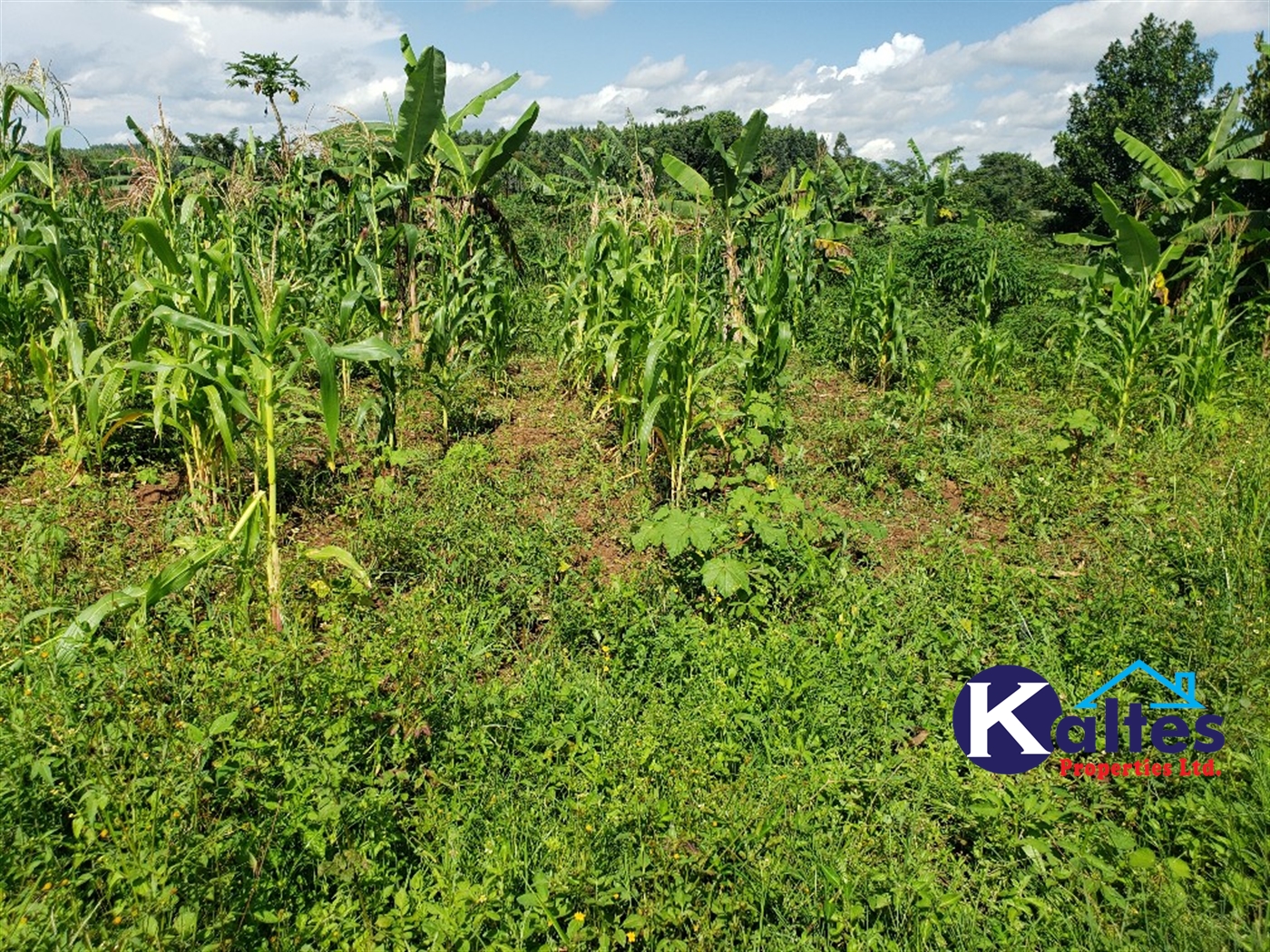 Agricultural Land for sale in Golomolo Buyikwe