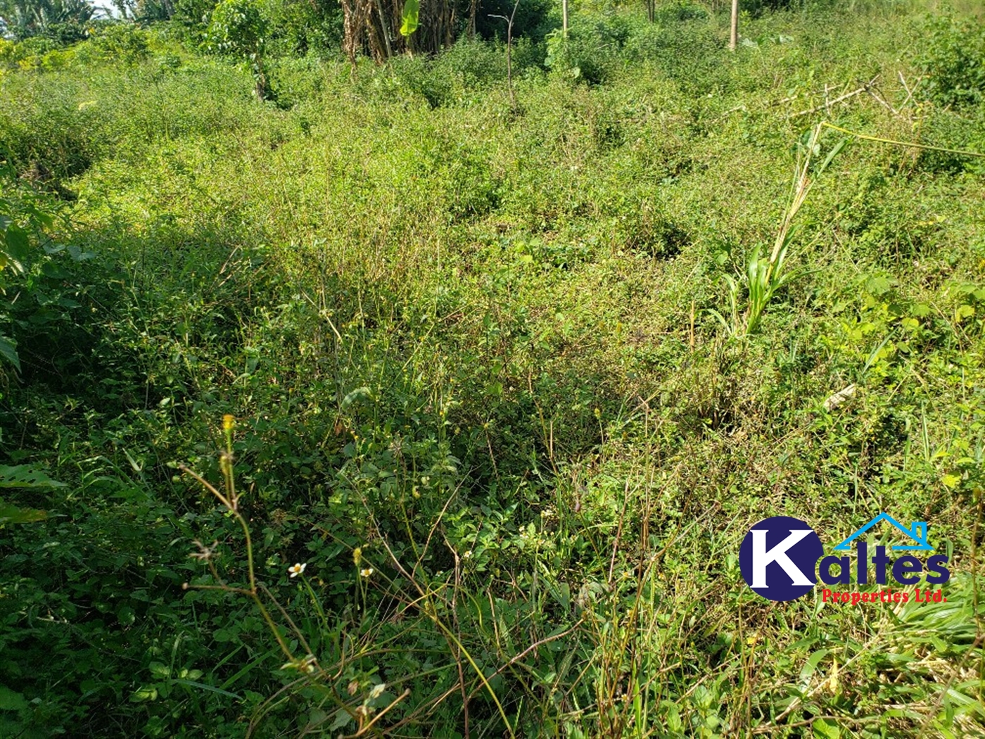 Agricultural Land for sale in Golomolo Buyikwe