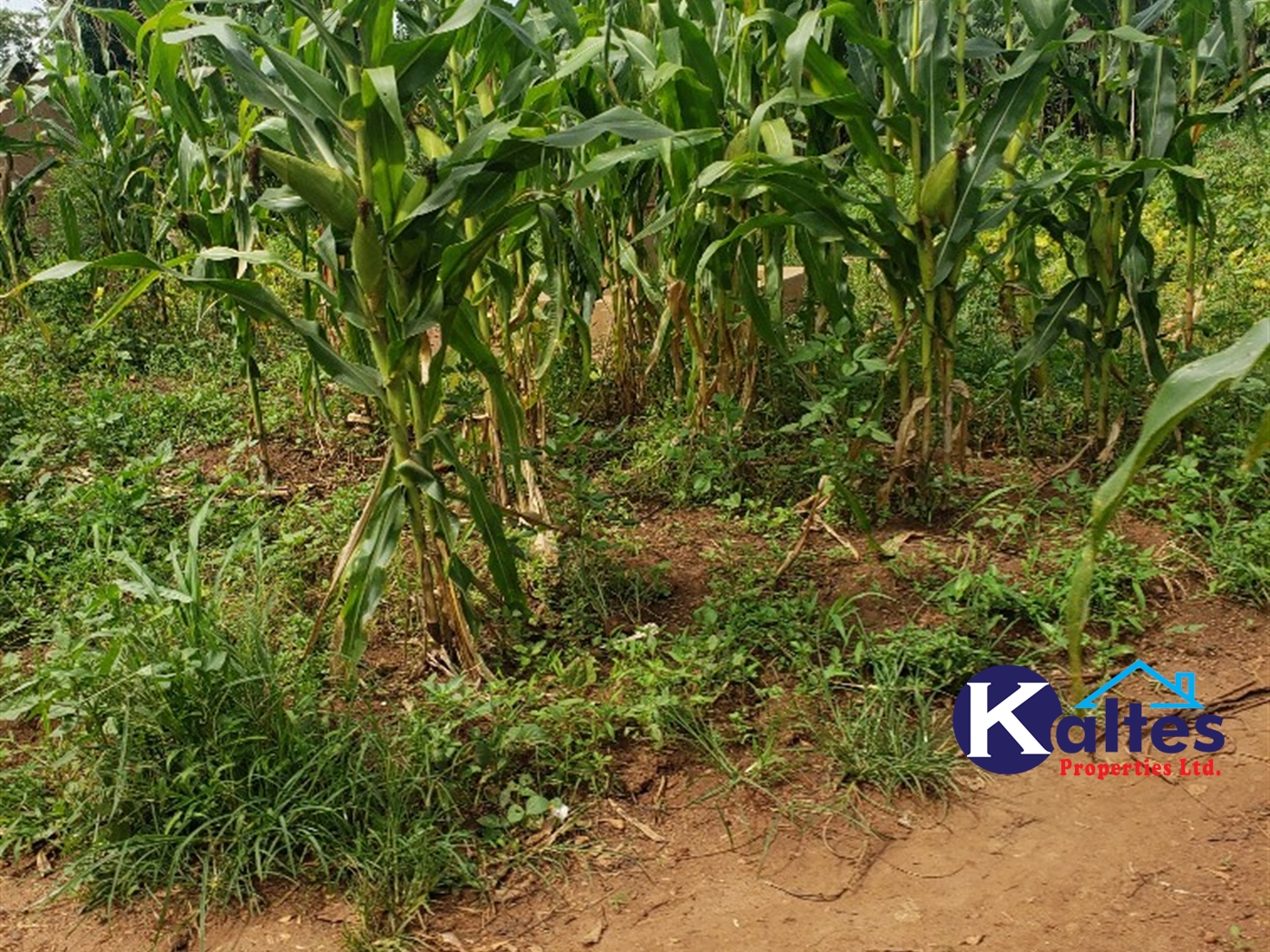 Agricultural Land for sale in Kasubi Buyikwe