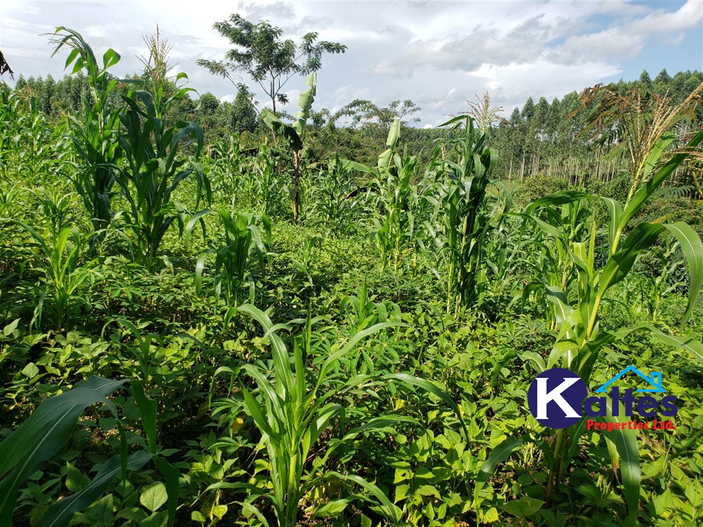 Agricultural Land for sale in Kikaja Buyikwe