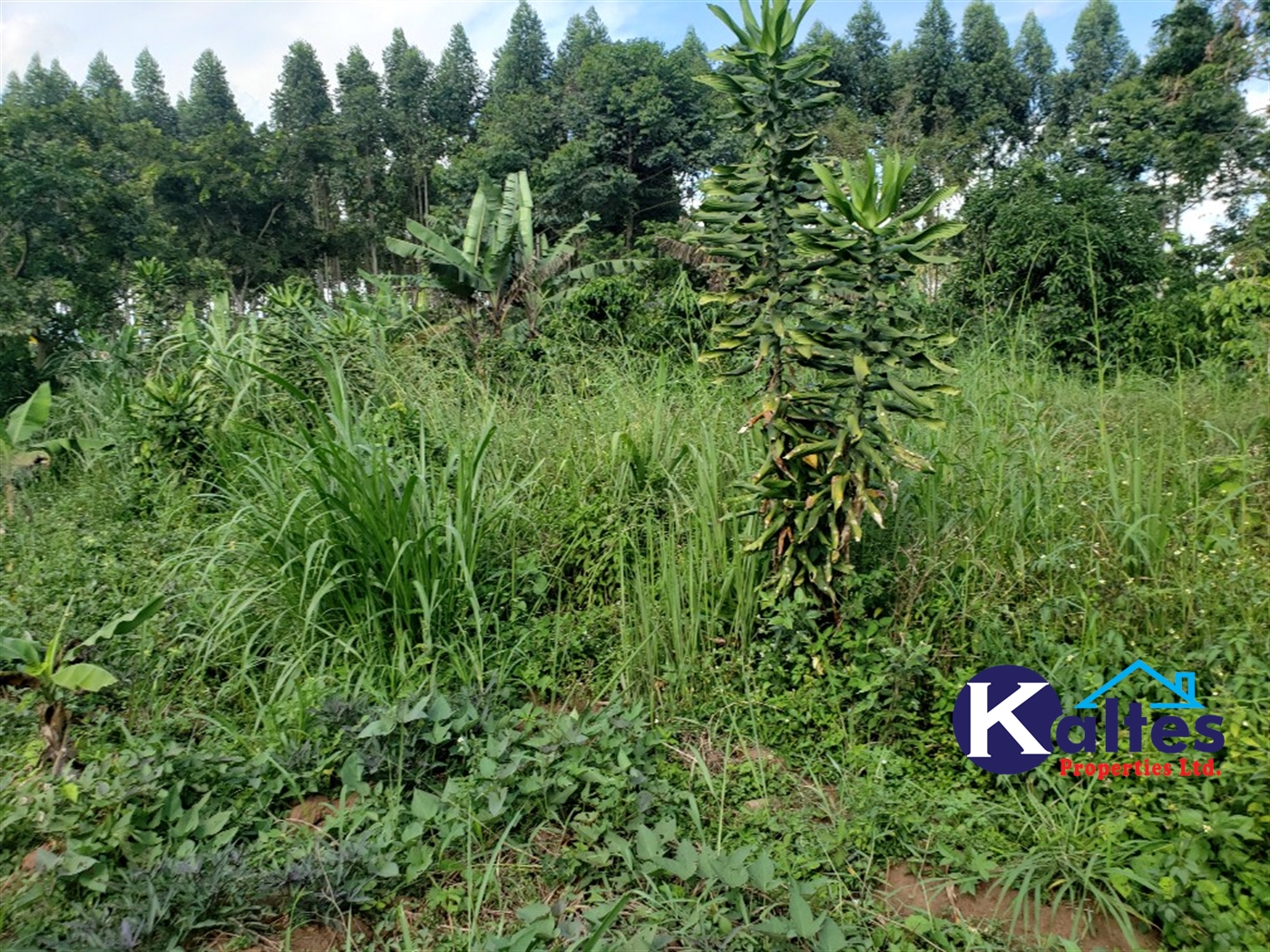 Agricultural Land for sale in Kikakanya Buyikwe