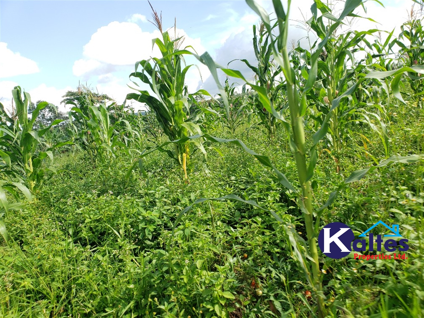 Agricultural Land for sale in Kimera Buyikwe