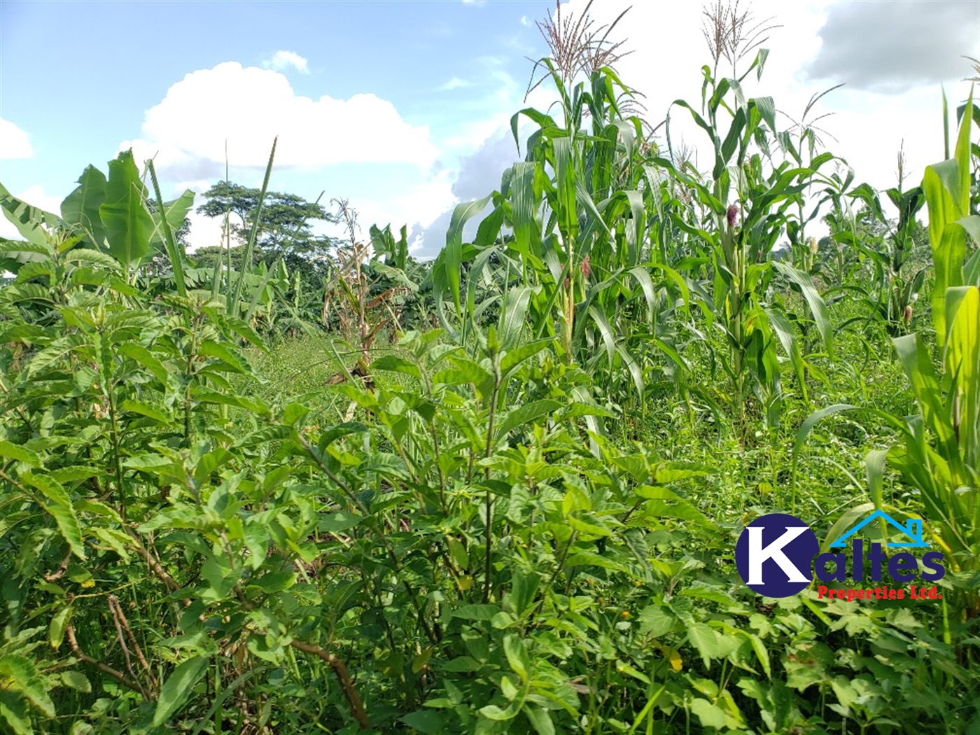 Agricultural Land for sale in Kimera Buyikwe