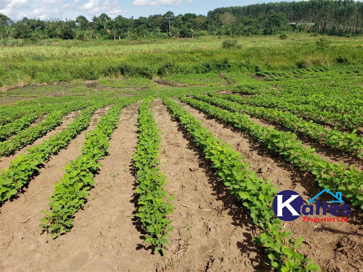 Agricultural Land for sale in Kimera Buyikwe