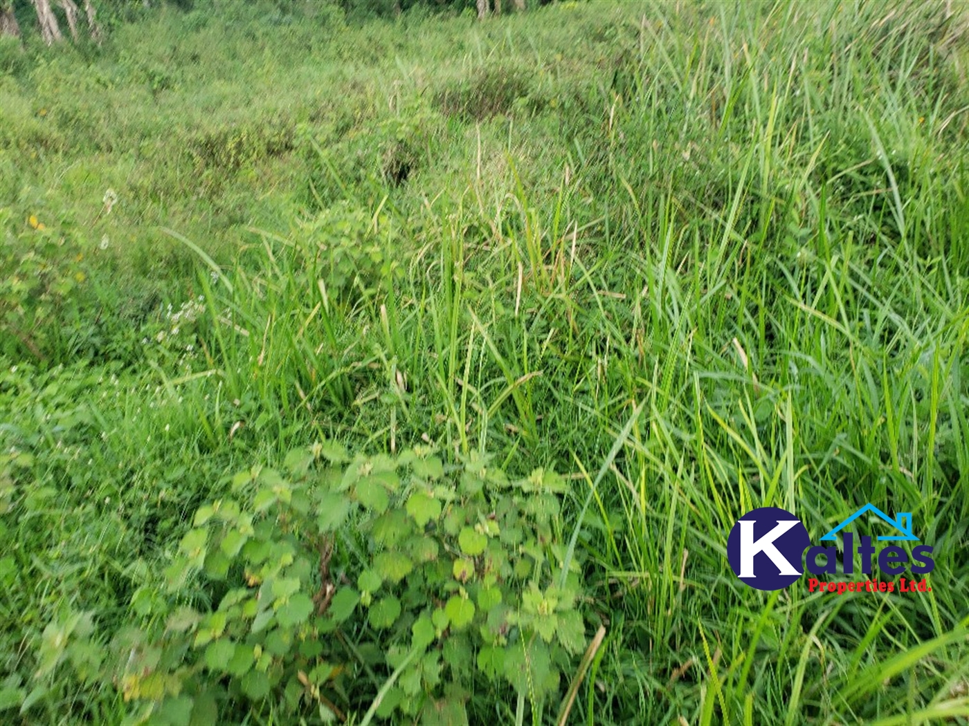 Agricultural Land for sale in Kinoni Buyikwe