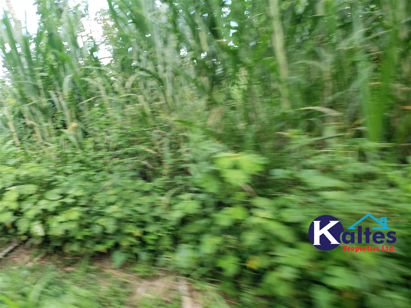 Agricultural Land for sale in Kiringo Buyikwe