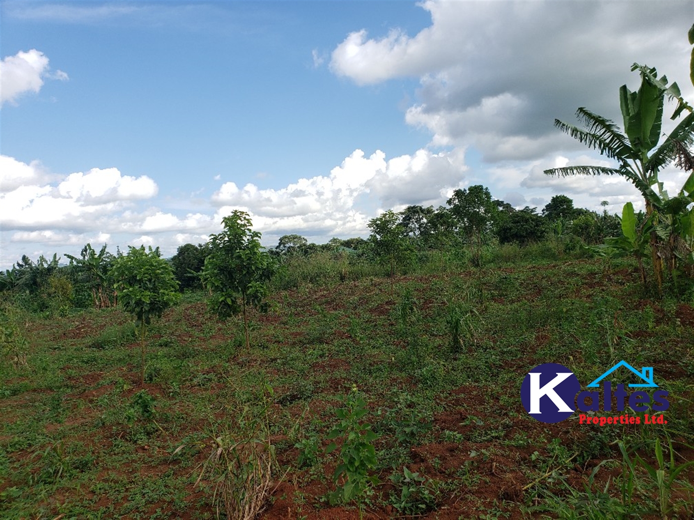 Agricultural Land for sale in Kiringo Buyikwe