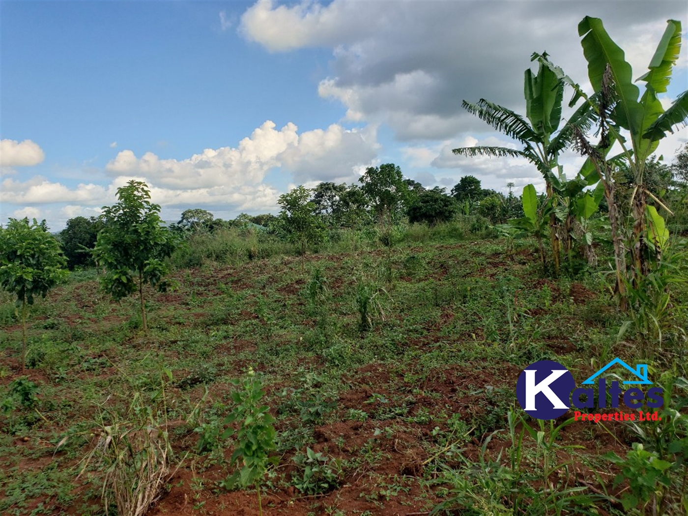 Agricultural Land for sale in Kiringo Buyikwe