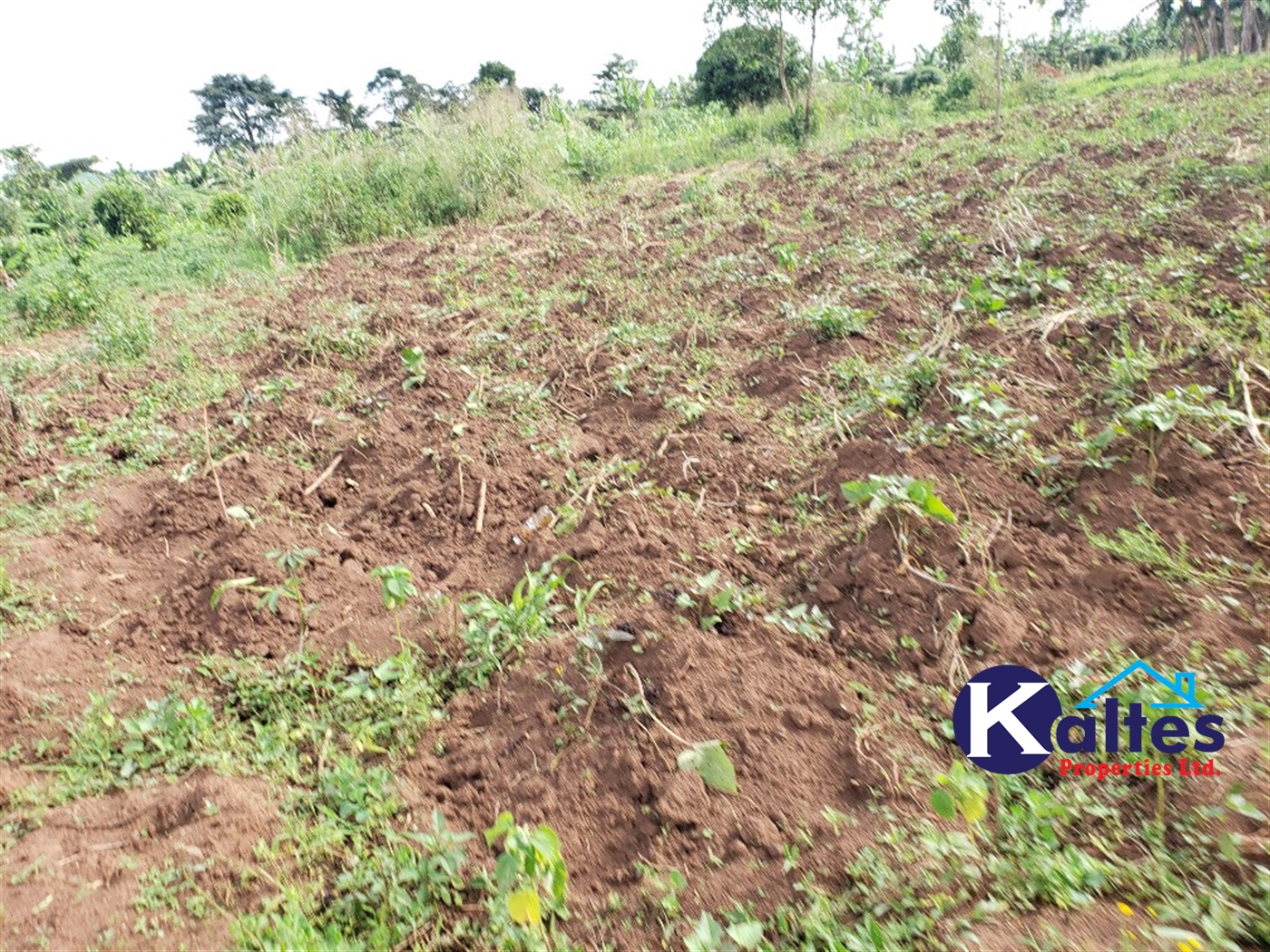 Agricultural Land for sale in Kiringo Buyikwe