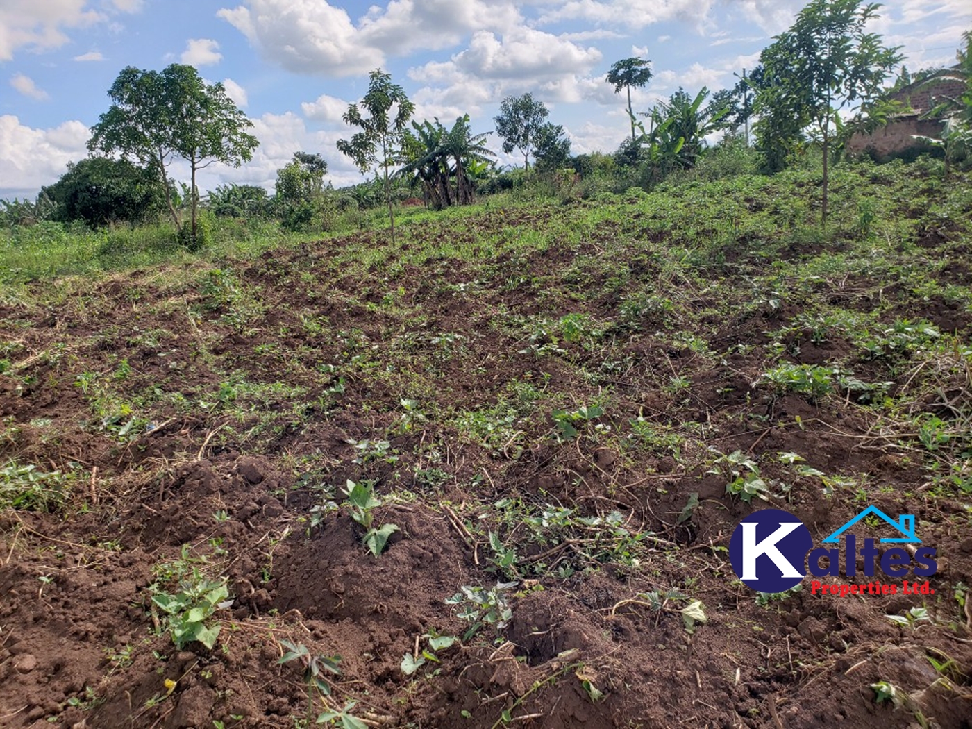 Agricultural Land for sale in Kiyunga Buyikwe