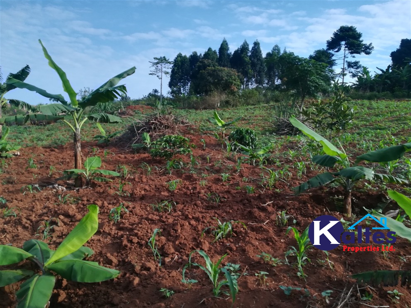 Agricultural Land for sale in Kiyunga Buyikwe