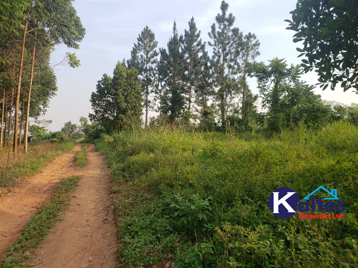 Agricultural Land for sale in Kiyunga Buyikwe