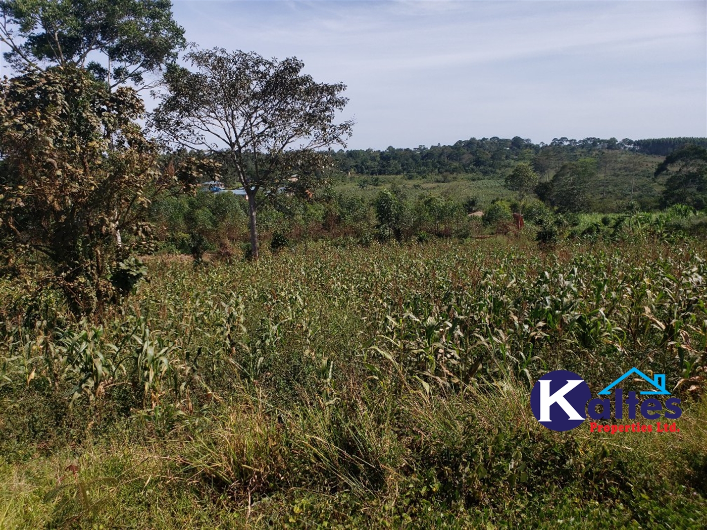 Residential Land for sale in Kalebera Mukono