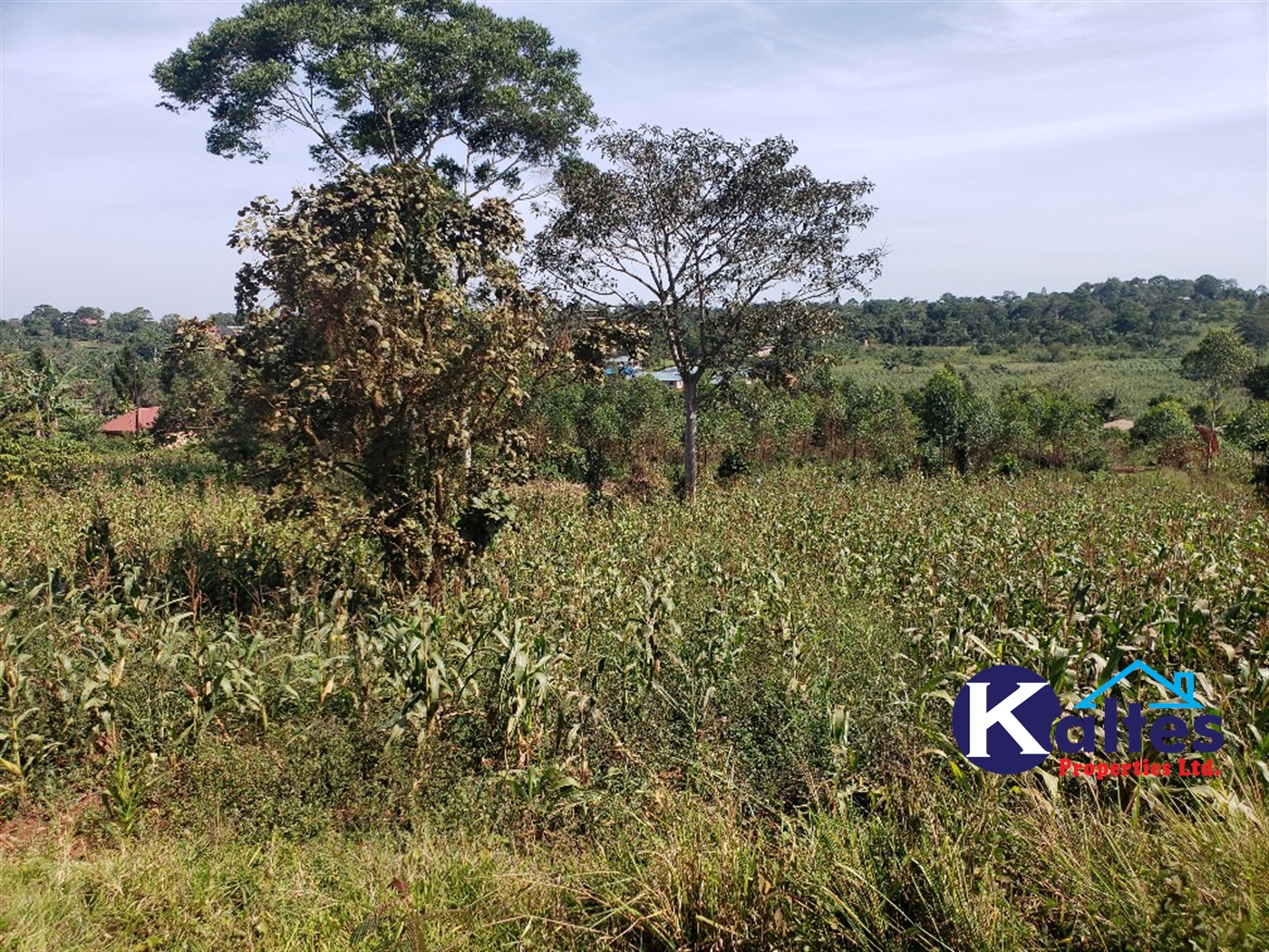 Residential Land for sale in Kalebera Mukono