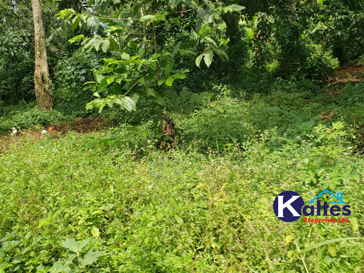 Agricultural Land for sale in Kabugoga Buyikwe