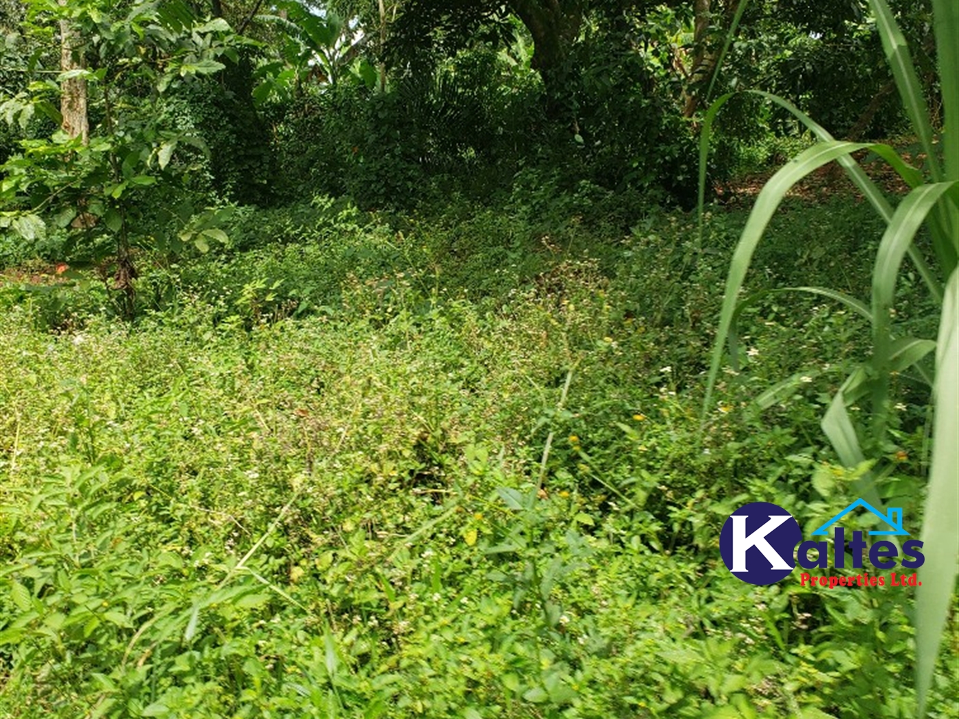 Agricultural Land for sale in Kabugoga Buyikwe