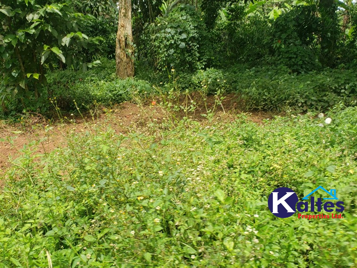 Agricultural Land for sale in Kabugoga Buyikwe