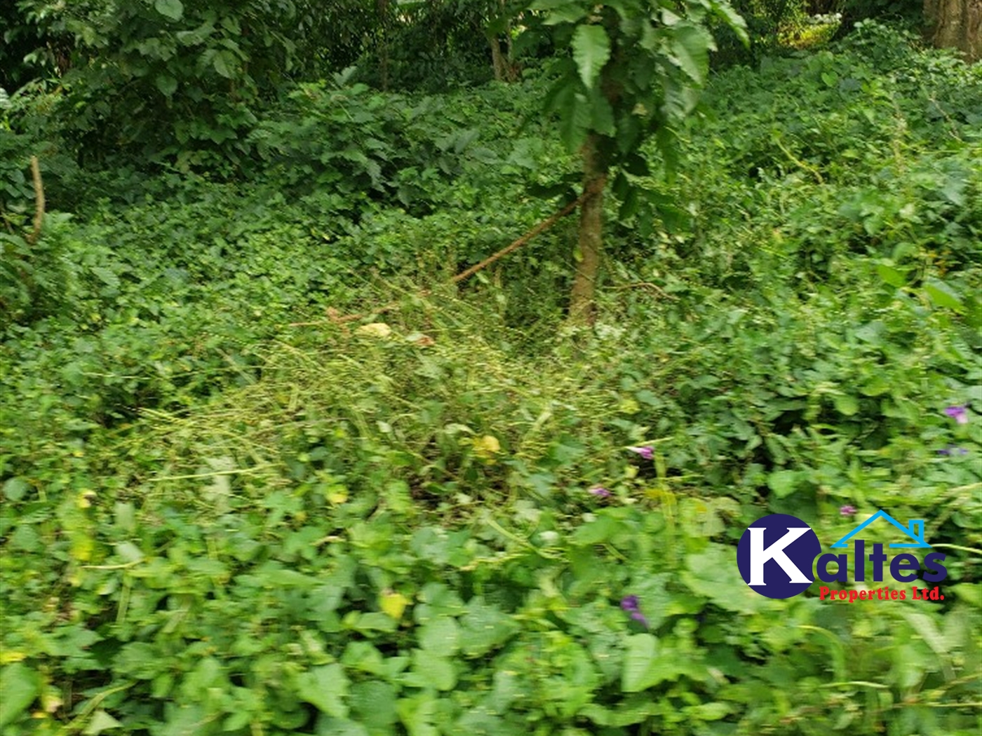 Agricultural Land for sale in Kabugoga Buyikwe