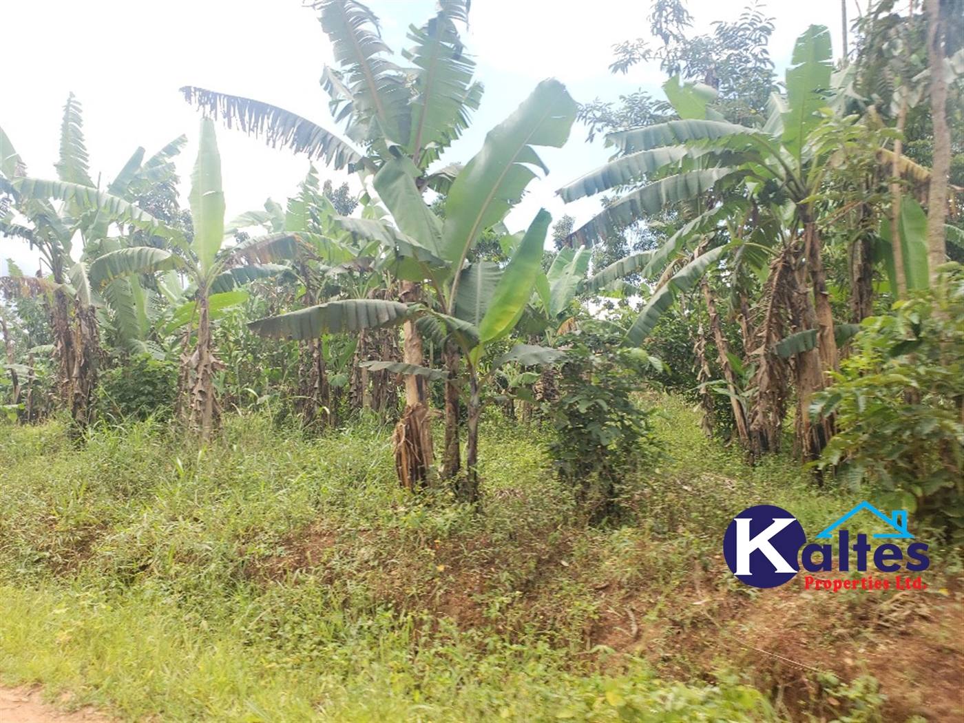 Agricultural Land for sale in Kasirye Buyikwe