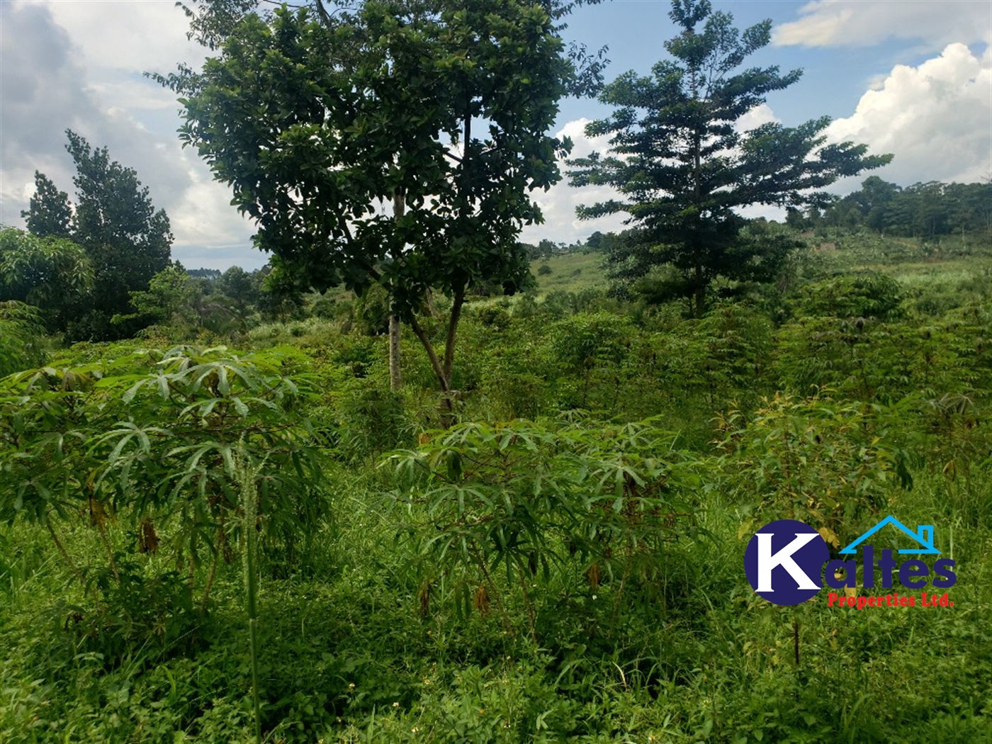 Agricultural Land for sale in Kasirye Buyikwe