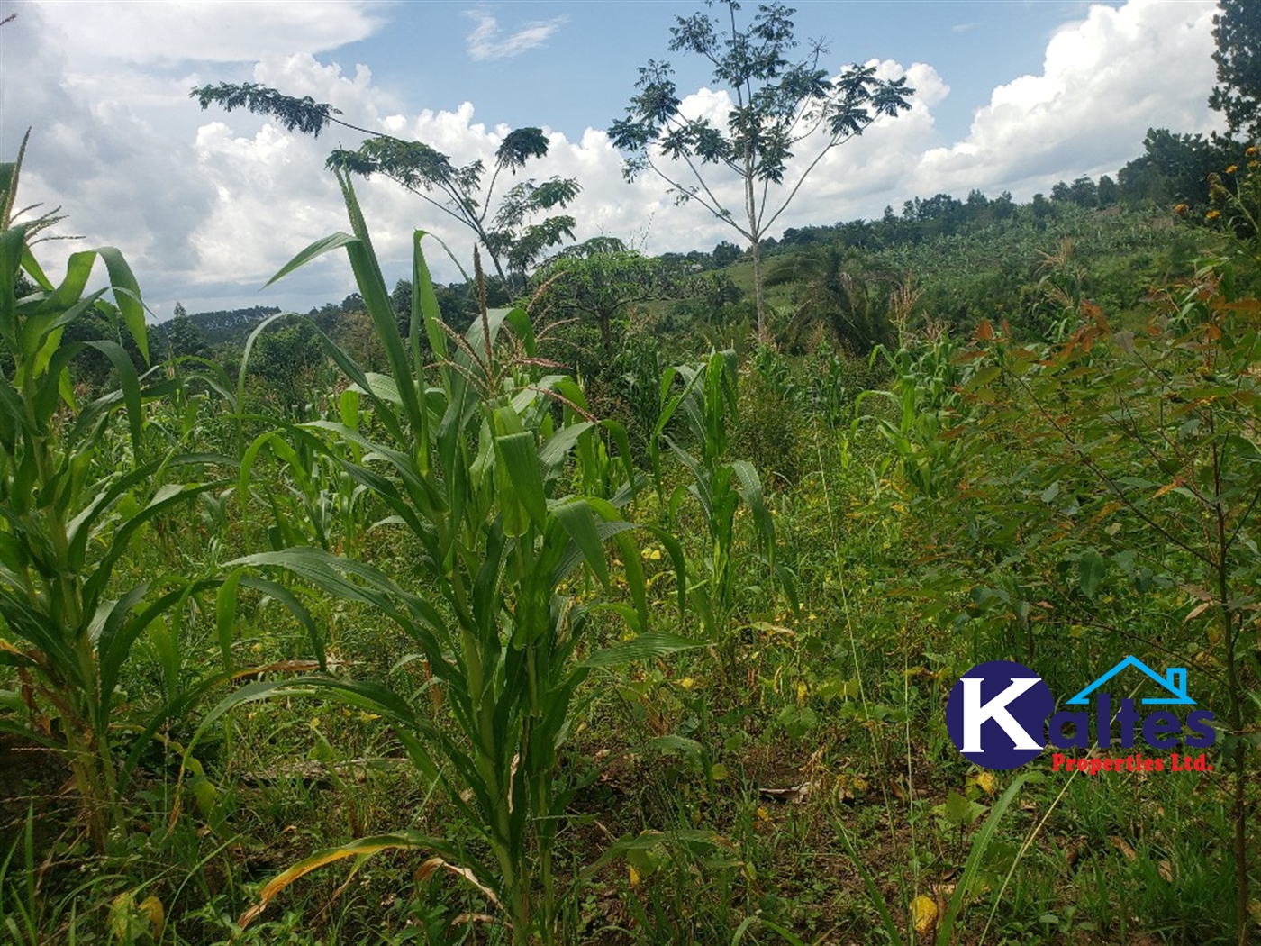 Agricultural Land for sale in Kasirye Buyikwe