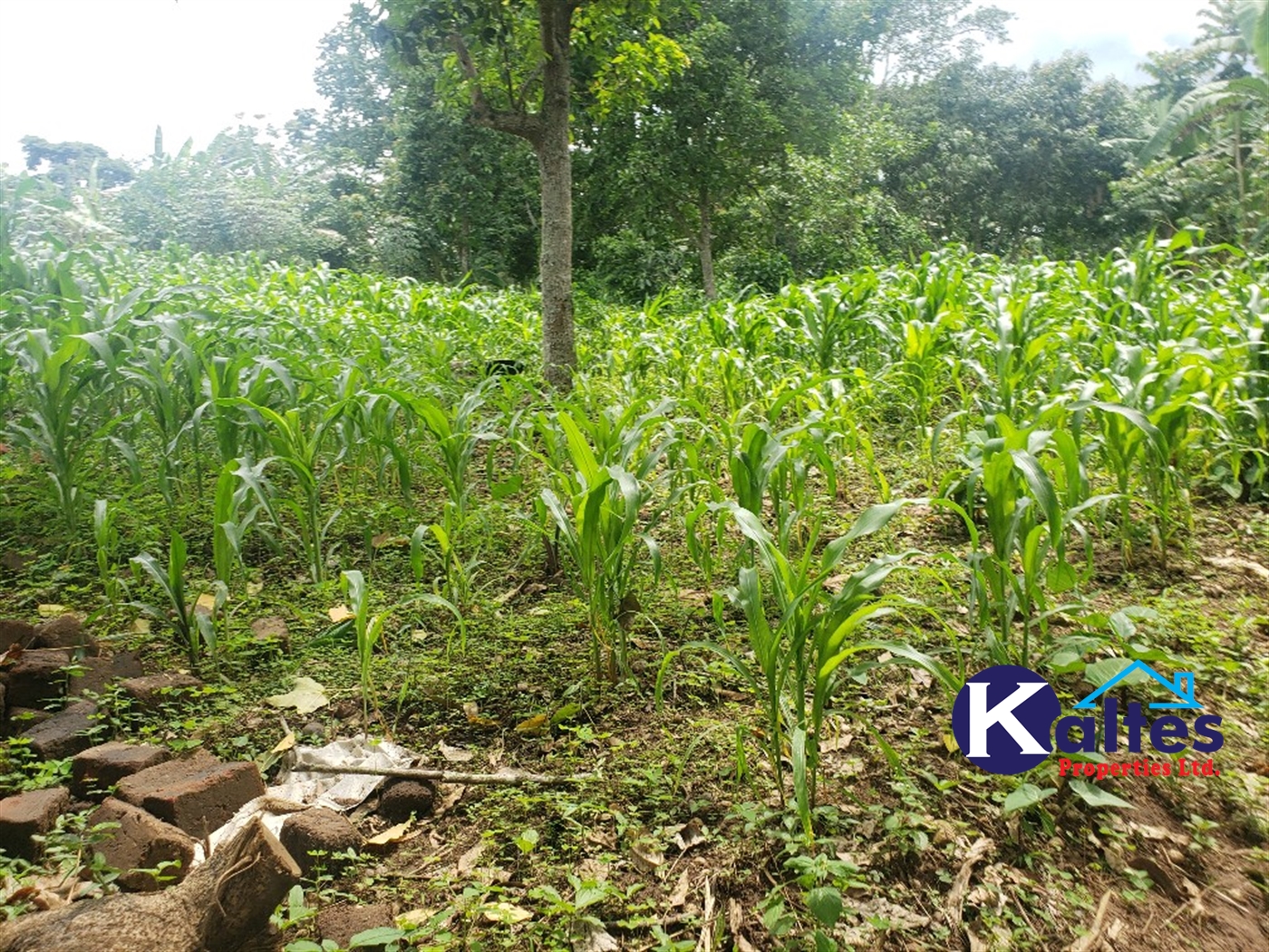 Agricultural Land for sale in Kasirye Buyikwe